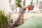 Gray domestic sphinx cat in the bedroom. Sphynx cat walks in the apartment, sniffs indoor flowers