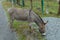 A gray donkey grazes on a sparse lawn