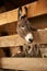 Gray Donkey in a wooden pen