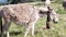 Gray donkeys on Mont Ventoux