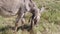 Gray donkeys on Mont Ventoux