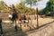 Gray donkeys stand behind a wire fence in the park