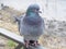 gray dove on the background of the lake