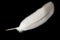 Gray dove feather on black isolated background