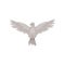 Gray dove in flying action with wide open wings, front view. Fauna theme. Flat vector for poster or ornithology book