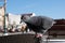 Gray dove landed on the back of a wicker chair against a city street