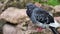 A gray dove sits on a stone in a city park. pigeon resting on a warm summer day