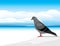 Gray dove on a skyscape background