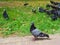 A gray dove stands on the paving slabs against the background of a flock of doves on a green lawn