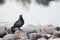 Gray dove stands on rocks