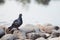 Gray dove stands on rocks near