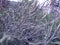 Gray dried branches of curved grass plants against the background of grass of the meadow