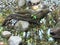 Gray driftwood in rock pond