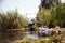 Gray duck swimming in the river