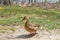 A gray duck walks on the shore near the city lake in a leisure park