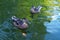 Gray ducks swim in the pond. Waterfowl