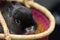 A gray dwarf bunny rabbit peeks out of a colorful handmade basket.