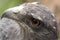 Gray eagle head