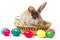 Gray Easter Bunny Sits In A Basket, Isolate, Blank For Easter Holiday