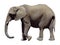 Gray Elephant