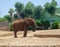Gray Elephant in Fasano zoo Safari park in Italia