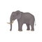 Gray elephant standing isolated on white background. Wild animal with large ears, long trunk, tail and tusks. Flat