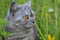 Gray emotional British cat in the summer for a walk in the grass