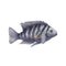 Gray exotic striped fish isolated on white background. Watercolor illustration of underwater animals. Aquarium. Drawing