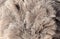 Gray feathers on an ostrich as an abstract background. Texture