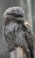 Gray Feathers on a Tawny Frogmouth Bird on a Perch