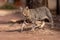 gray feline mammal animal walking on a sidewalk