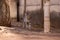gray feline mammal animal walking on a sidewalk