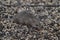 Gray field mouse