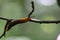 Gray Field Slug climbing on a twig in the forest