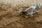 The gray Fighting cock hen eat food in farm at thailand