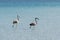 Gray flamingo birds walking in azure water