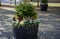 A gray flower bowl is a flat profile flowerpot with flowering perennials