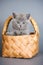 Gray fluffy british cat kitten in a basket