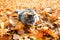 Gray fluffy cat in autumn foliage. Hunter in disguise. Portrait of a Siberian cat outdoors