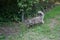 The gray fluffy cat confidently walks towards the familiar hole in the fence. Berlin, Germany