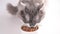 Gray fluffy cat eats canned food. Domestic pet eats from a white cup on a white background. Close-up of a cat's muzzle
