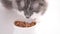 Gray fluffy cat eats canned food. Domestic pet eats from a white cup on a white background. Close-up of a cat's muzzle