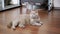 Gray Fluffy Cat Lies on the Floor, on a Laminate in a Room, Follows the Movement