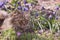 A gray fluffy cat lies among the flowers in the garden. Pet rests among blue muscaris in spring