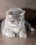 Gray fluffy cat lying on a wooden floor, close-up, vertical frame. The kitten wants to play