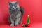 Gray fluffy cat Nebelung. Defocused little Christmas tree and branch with cones and berries on a red background