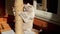 Gray Fluffy Cat Sharpens Claws on a Scratching Post in the Rays of Sunlight