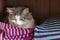 Gray fluffy cat sleeping in a closet on a shelf with wool knitted things