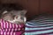 Gray fluffy cat sleeping in a closet on a shelf with woolen things