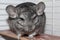 Gray fluffy chinchilla sitting on a wooden Board in a cage pet home